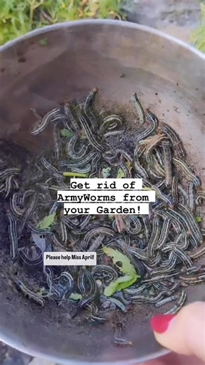To help prevent and get rid of armyworms in your garden, you can follow these tips:1. Handpicking- Check your plants regularly for armyworms and pick them off by hand. Fill a bucket with soapy water and pour all over the infected area. This will help run the worms out of the ground, making it easier to pick. Do this early in the morning and late in the evening every day until you no longer find any. 2. Natural Predators-Encourage natural predators like birds, parasitic wasps, and predatory beetl