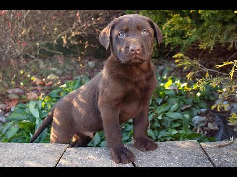 Adorable AKC Labrador Retriever Puppies For Sale