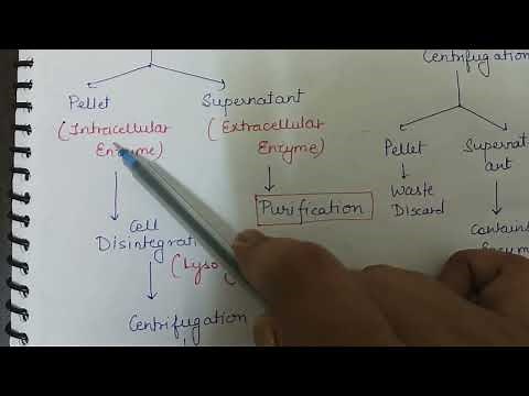 Extraction of Enzymes