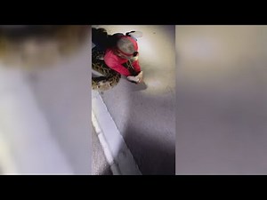 VIDEO | Record-breaking 19-foot-long Burmese python captured in Florida