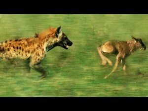 Hyena vs Baby Wildebeest | BBC Earth