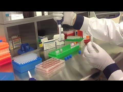 Altogen Biosystems In Vitro HEK293 Transfection Tutorial