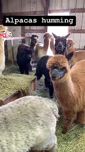 2.2M views · 81K reactions | What noise does an alpaca make? Humming. These alpacas are humming anxiously as they await a check up by the vet. Sounds like a bad band concert to me . They hum for a variety of reasons including happy, curious, stressed, attention, unhappy etc. Visit the alpacas Fridays 11-2, Saturdays 10-4. | Rusty Stars Alpacas | Facebook