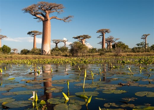 Stunning photos of the world’s most beautiful trees | loveexploring.com