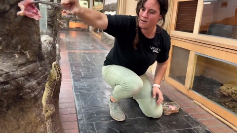 monitor lizards feeding frenzy at the reptile zoo