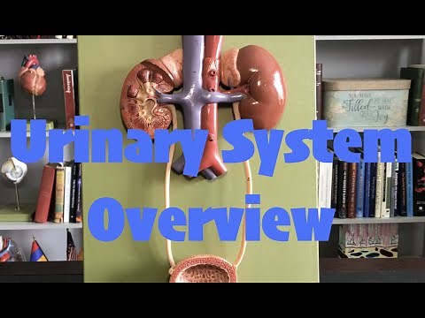Urinary Overview