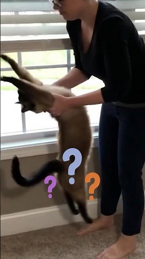 It’s Time For Cat Yoga! | Dodo Kids