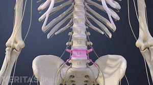 Lumbar Spinal Nerves