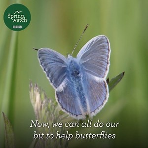 Butterflies are a joy to watch and are very important pollinators 🦋 Whether you have a garden, a balcony or even a windowsill; you can grow plants to attract and feed butterflies! #Springwatch | BBC Springwatch