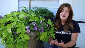 I hope none of you are dealing with budworms in your flowers this season, but if you are, this video might help! 󾇋󾁀󾌪 | Garden Answer