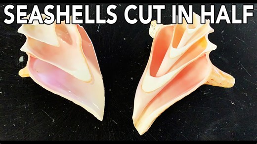 Seashells Cut in Half with a 60,000 PSI Waterjet - Sea Shell Patterns in Nature