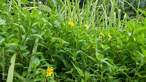Creeping buttercup plant that grows on the rice fields, has yellow flowers Stock Video