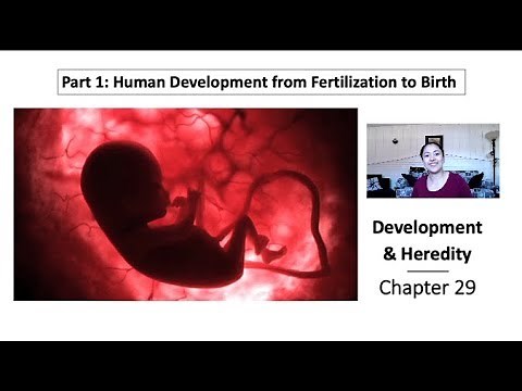 Part 1: Human Development from Fertilization to Birth