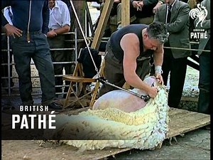 Sheep Shearing (1964)