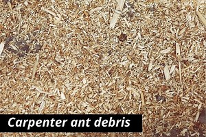 Carpenter Ant Frass & Debris: What Does It Look Like?