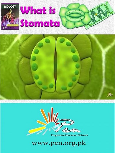 What is Stomata