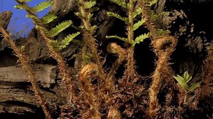 A shield fern growing | Britannica