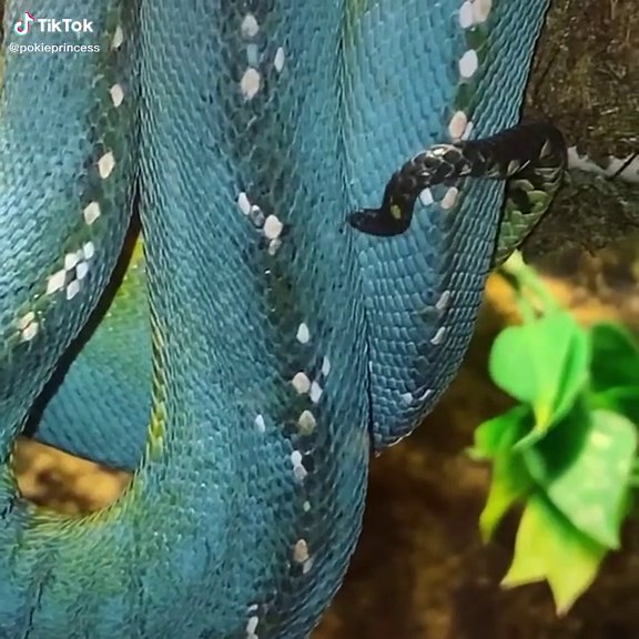 Meet the Green Tree Python: A Reptile Lover's Delight