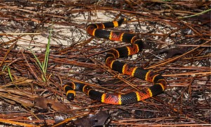 Coral Snake Rhyme: The One Rhyme to Avoid Venomous Snakes