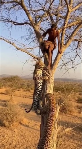 African Tribe Man CHASED by a two Jaguars? #animal #africanlife #shorts #funny