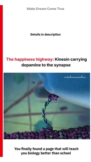 🧠 The happiness highway: Kinesin carrying 🧬 dopamine to the synapse ⚡ | MDCT