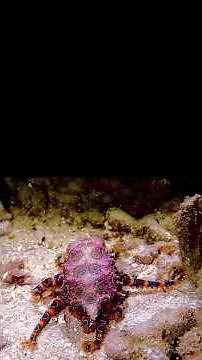 The Blue-Ringed Octopus: Nature’s Tiny, Deadly Beauty 🐙