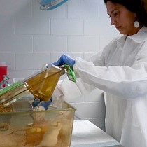 Video: Elevated Plus Maze Test Combined with Video Tracking Software to Investigate the Anxiolytic Effect of Exogenous Ketogenic Supplements