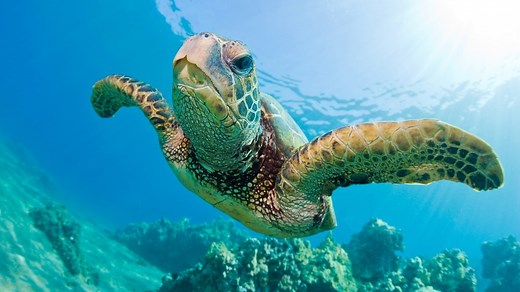 Green Sea Turtle