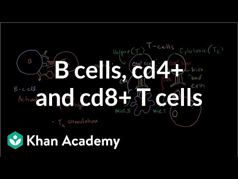 Review of B cells, CD4+ T cells and CD8+ T cells | NCLEX-RN | Khan Academy