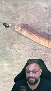 Snake in Mato Grosso? It's not a snake, it's an amphisbaenian #biologohenrique #animals #smartanimal