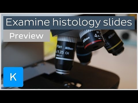 How to examine histology slides: tissues under a microscope (preview) - Human Histology | Kenhub