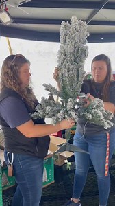 1.2K views · 36 reactions | Hey everyone, Sarah here with another Day...