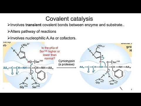 Strategies of enzyme catalysis