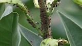 Aphids - Gardening Australia