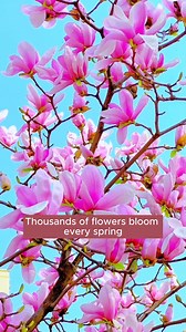 Purple magnolia tree #gardening #garden #gardeningtips #gardenlife #gardeninspiration #gardenideas #gardenlove #gardendesign #gardenersofinstagram #gardenersworld #garden_styles #gardenphotography #gardenlovers #gardenerslife #gardenarart #gardenbeauty #gardensofinstagram #gardenplants #gardenviews #gardenersparadise #gardenista #gardeningcommunity #gardenloversclub #gardenaddict #gardeners #gardenerslife | Green Garden