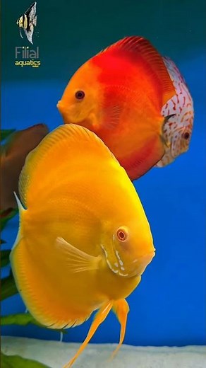 🐠 Discus Fish – Part 2 | Care, Diet & Tank Companions #discus #filialaquatics #discusfishcare