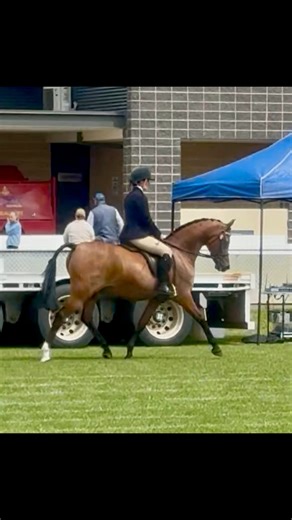 A little dabble with something different, freshly broken and enjoying his first trot around a busy show, the beautiful purebred Arabian ‘ VOYAGER W’ owned by Rebecca Marie We adore mr TJ 💙 | Taylah Lee