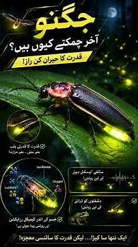 The Hidden Secret of Fireflies | Why Do Fireflies Glow at Night?