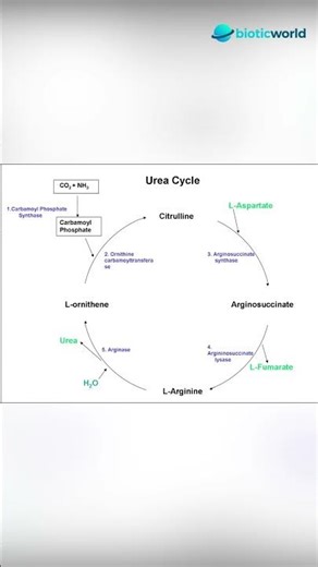 Urea Cycle Explained in Seconds 🧪| Ammonia to Urea Made Easy #biology #science #shorts #gcsebiology