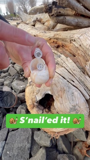 Geocaching on Instagram: " This cache really s‘nail’ed it with the camouflage!  See all our devious cache containers @shop_geocaching! Video by shop_geocaching. Video: A snail shell sits inside a cavity in a log. A geocacher picks it up and holds it to the camera. They turn it over to reveal a nano tube and a log sheet. They return the shell to the log, and the camera zooms out. #geocaching #geocache #sneaky #camo #snail"
