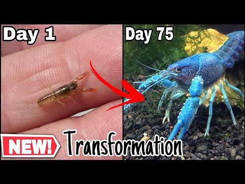 Crayfish growing time lapse day1 to day75 | Aquatix Tech Life