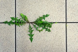 Get Rid Of Weeds In Block Paving - Driveway Expert