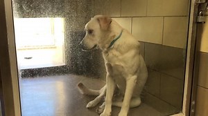 ✔️Adopted per shelter NO LONGER LISTED Status: YELLOW Shelter notes: Food aggressive -weighs 77lbs LUCAS #A1475745 I am a male, tan Labrador Retriever and German Shepherd Dog. The shelter staff think I am about 1 year and 1 month old. I have been at the shelter since Sep 24, 2018. My stray holding period ended on 10/06/2018 and I am now available for adoption. For more information about this animal, call: Riverside County Animal Control - City of Fontana at (951) 358-7387 Ask for information abo