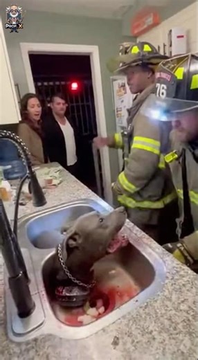 ⚡🚰 Kitchen Chaos! Dog Trapped in Sink — Rescue Mission Begins! #AnimalRescue #epicmoment