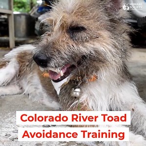 Do you know what warning signs to look for after your dog has been poisoned by a Colorado River Toad? HSSA provides valuable and potentially life-saving Colorado River Toad Avoidance Training. Each class gives dogs the necessary training to help prevent an expensive and potentially deadly exposure to Colorado River Toads. The next class is scheduled for Tuesday, June 4th. Tickets must be purchased in advance of class date. For more information visit https://www.facebook.com/events/30973550659189