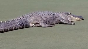 444K views · 1.9K reactions | "Look at the size of that thing!" Golfers in Georgia get a shock as a huge alligator takes a stroll across the green in a middle of a game. Read more: https://bit.ly/2CFp3Cw | ITV News | Facebook