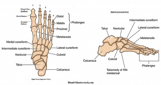 Foot Bones Anatomy and Mnemonic
