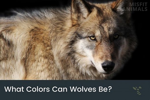 Wolf Colors: What Colors Can Wolves Be? (Common & Rare)