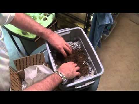 Raising Earthworms - Buying the worms to start with