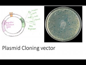 A Guide to Cloning and Expression Plasmid Vectors